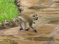 Kenya 113
